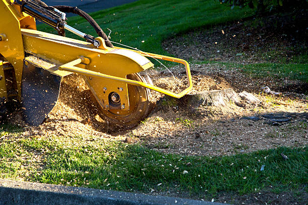 Trusted Cresaptown, MD Tree Services Experts