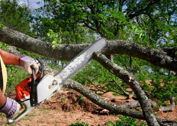 Best Tree Cabling and Bracing  in Cresaptown, MD